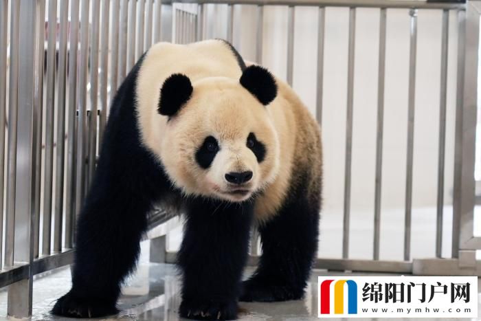 中國大熊貓保護研究中心綿陽基地投入試運行