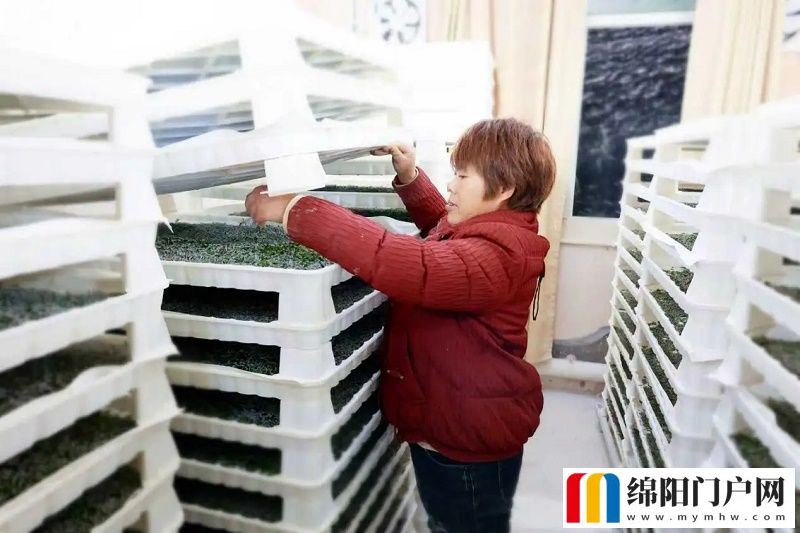 蠶寶寶變“金寶寶” 西充僵蠶如何鋪就“致富路”？